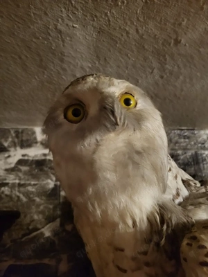 Tierpräparate Bild 2