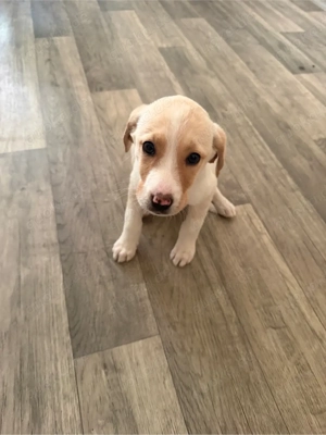 Labrador-Mix Welpe