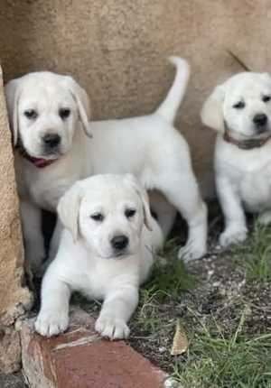 entzückende Golden-Retriever-Welpen suchen ein liebevolles und fürsorgliches Zuhause.