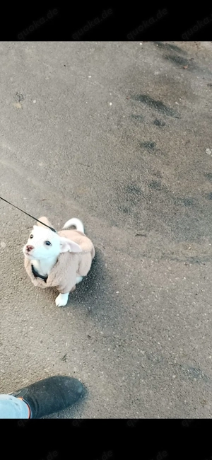 chiaua Jack Russellmix