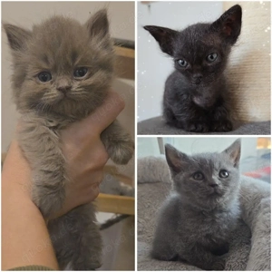 Babykätzchen Mischling 