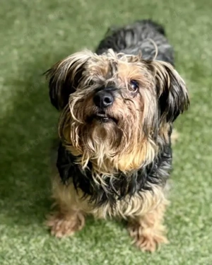 Katzenfreund Otto, kleiner Charmeur von der Straße, hoffentlich schnell ins Glück