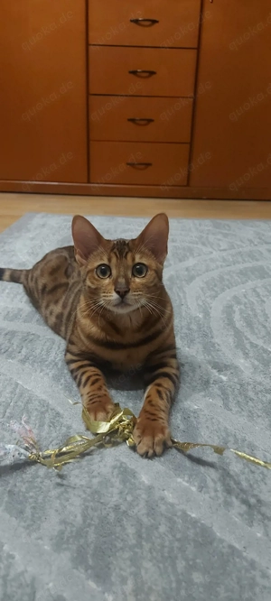 Bengalkatze Reinrassig Mädchen 
