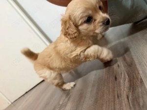    Pudel Welpen zu verkaufen   