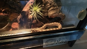 Hognose Hakennasennatter 