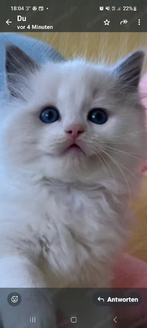 Ich Suche ein Ragdoll  kitten