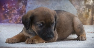 Lucky, ein verspielter Racker