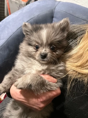 Zwergspitz Pomeranian 