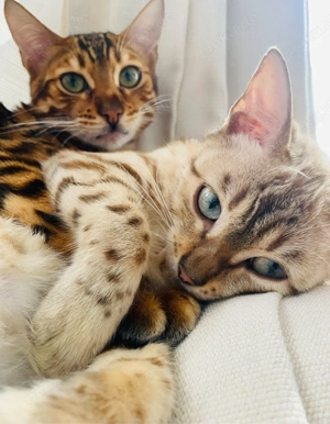 Zwei reinrassige Bengal-Katzen (kastriert, geimpft, gechipt) inkl. umfangreichem Zubehör abzugeben