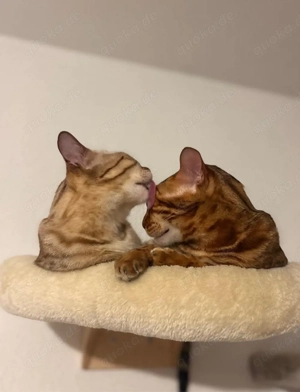 Zwei reinrassige Bengal-Katzen (kastriert, geimpft, gechipt) inkl. umfangreichem Zubehör abzugeben