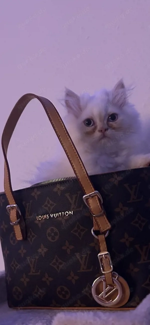 Wunderschöne Perserkatze,mädchen      