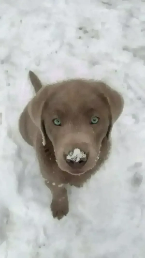 Labrador welpe leider abzugeben 