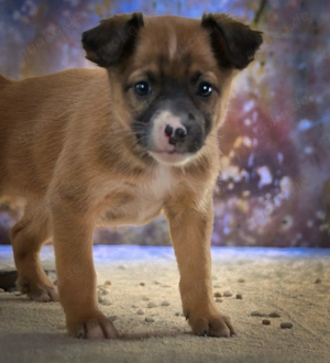 Patch, ein neugieriger Racker