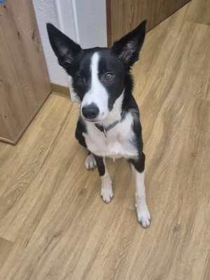 Border Collie 8 monate jung mit Ahnentafel