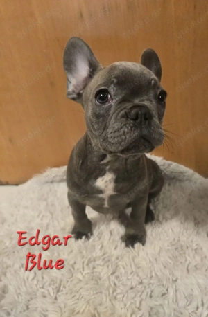 Französische Bulldoggen auszugsbereit 