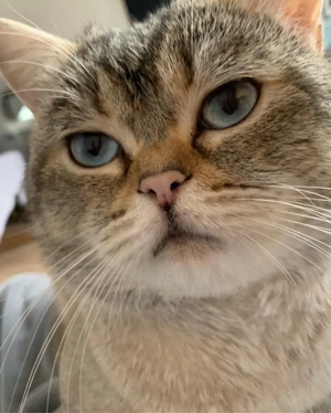 BKH Deckkater  Bild 4