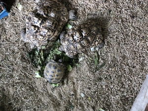 Landschildkröten abzugeben