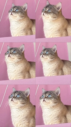 BKH Deckkater  Bild 3