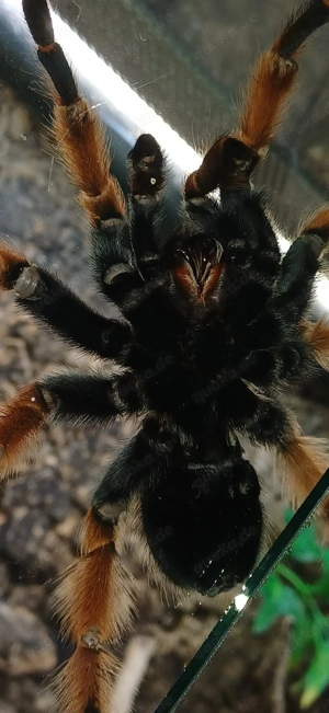Brachypelma bohemii (adult) Bild 8