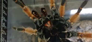 Brachypelma bohemii (adult) Bild 6