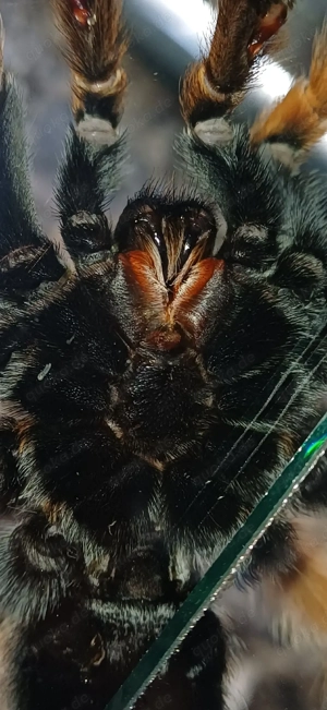 Brachypelma bohemii (adult) Bild 9