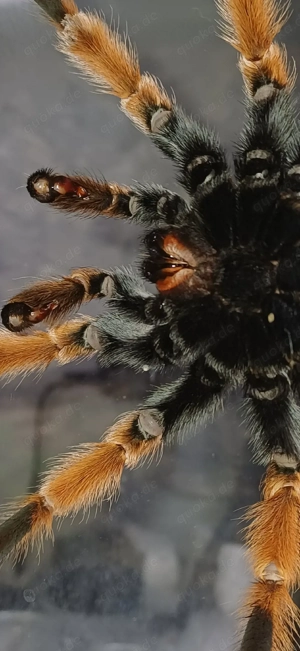 Brachypelma bohemii (adult) Bild 7