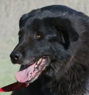 Mike, ein Goldschatz