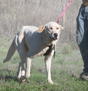 Doya, ein großer Schatz Bild 6