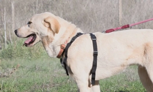 Doya, ein großer Schatz Bild 2