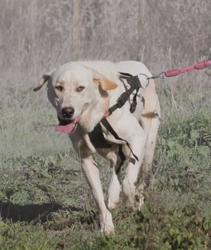 Doya, ein großer Schatz