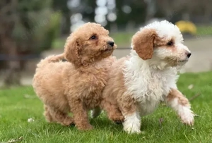 Goldendoodle