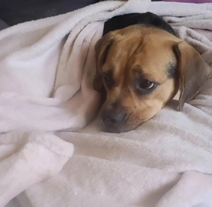 Junggebliebene Beagle-Mix-Hündin möchte raus aus der Stadt  Bild 2