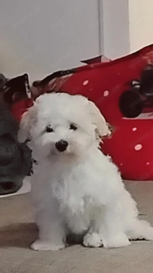 Maltipoo-Welpe such neues zu Hause Bild 3