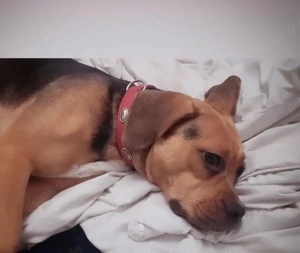 Junggebliebene Beagle-Mix-Hündin möchte raus aus der Stadt  Bild 3