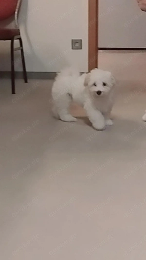 Maltipoo-Welpe such neues zu Hause Bild 2