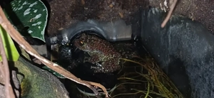 Theloderma corticale   vietnamesischer Moosfrosch (1.0) Bild 2