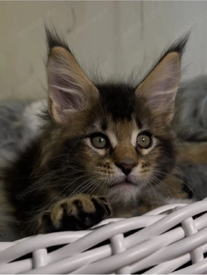 Jetzt verfügbar Maine-coon