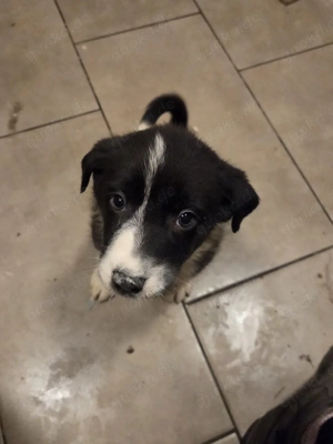 Hundebabys zuverkaufen