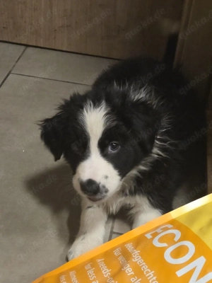 Hundebabys zuverkaufen