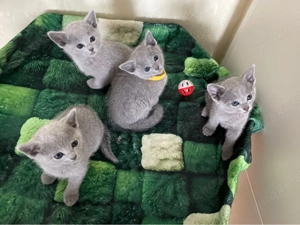 Reinrassige Russisch Blau Kitten mit Stammbaum