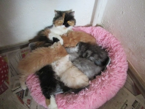 British- Langhaar- Babys suchen sein neues Zuhause