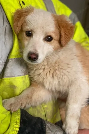 Frederic, geb. ca. 08 2025, lebt in GRIECHENLAND, im städt. Tierheim Serres