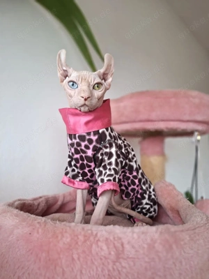 Elf Canadian Sphynx Katze Odd-Eyed