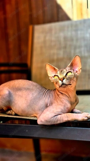 Reinrasiger Kanadischer Sphynx Kater