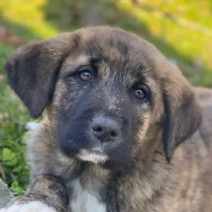Seitan, geb. ca. 10 2025, lebt in GRIECHENLAND, im städt. Tierheim Serres