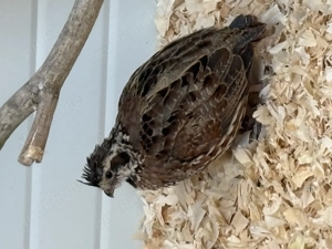 3,8 Virginia Baumwachteln 