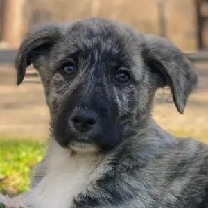  Tofu, geb. ca. 10 2025, lebt in GRIECHENLAND, im städt. Tierheim Serres