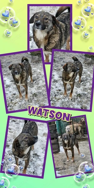 liebenswerter, offener, wunderschöner Rüde "Watson" sucht ein liebevolles Zuhause