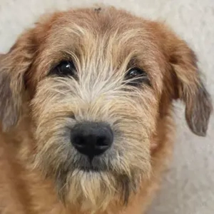 Elkoro, geb. ca. 04 2025, lebt in GRIECHENLAND, auf einer privaten Pflegestelle