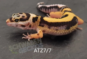 Leopardgecko High Yellow, Mack Snow Tremper Albino, Afghan Tangerine Designer 